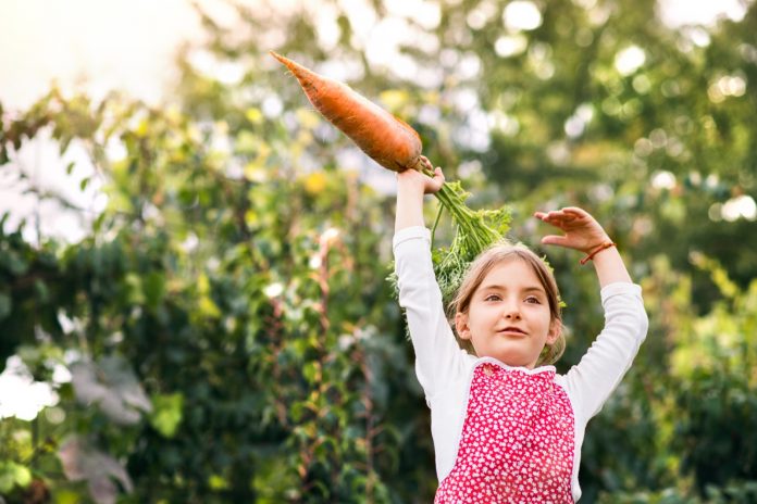 Small girl gardening in the backyard garden, eating raspberries.
