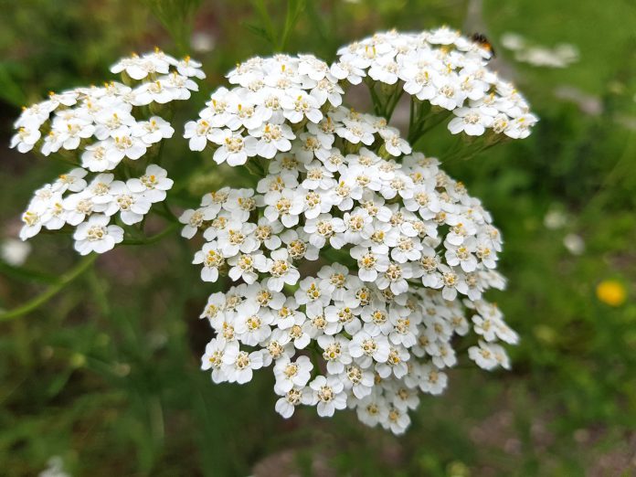 Yarrow; Achillea; millefolium; knows; Weed