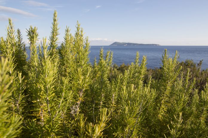 Rosemary (Rosmarinus officinalis)