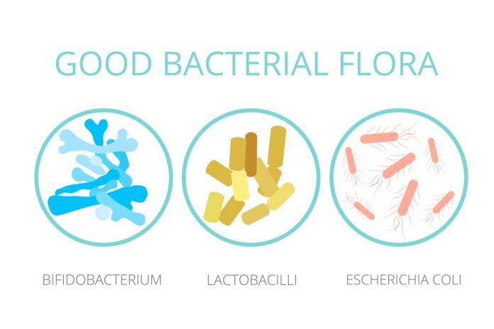 Good bacterial flora. Lactobacilli, bifidobacteria, Escherichia coli infographics