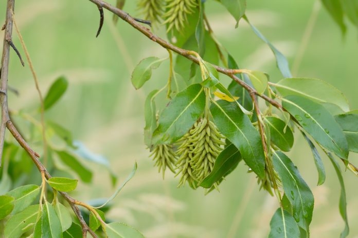 Bay willow, Salix pentandra twig with seeds in late summer