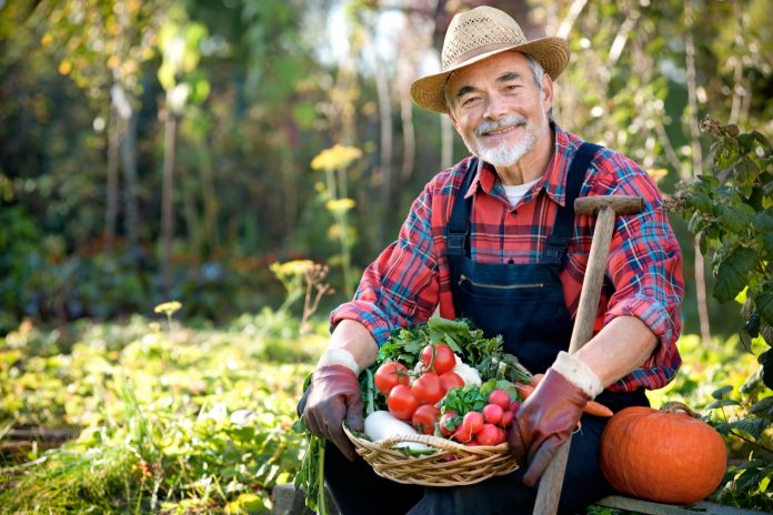 Senior gardener with a basket of harvested vegetables