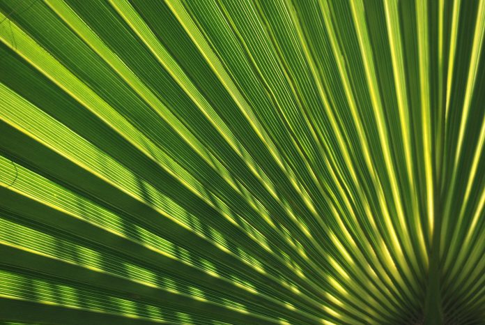 PALMITO, DETALLE DE HOJA DE CHAMAEROPS HUMILIS