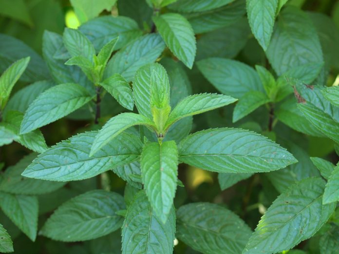Peppermint