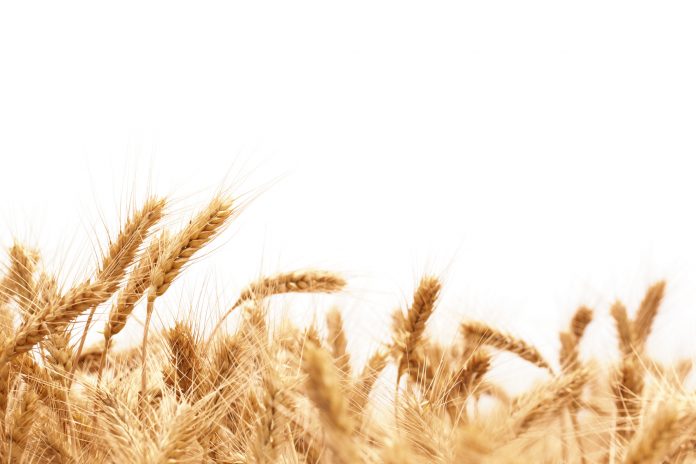 Wheat