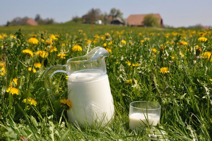 Jug of milk on the meadow. Emmental region, Switzerland