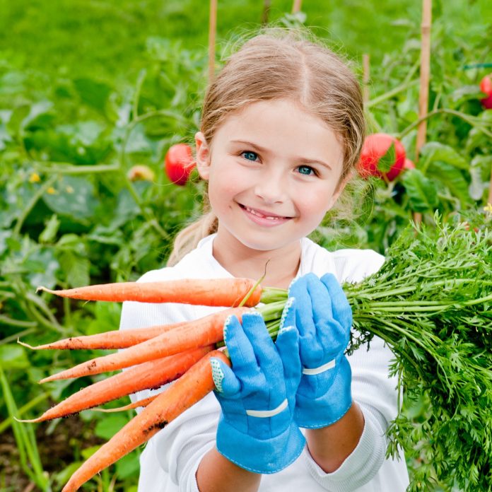 Vegetable garden - lovely gardener with bunch of fresh carrots