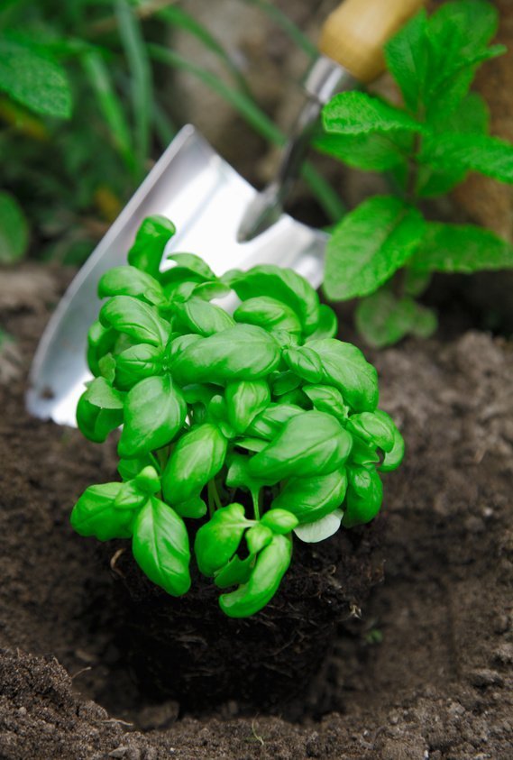 Basil being transplanted into the herb garden