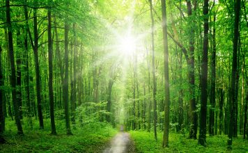 forest