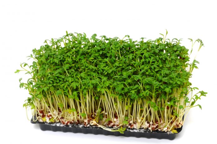 Kresse / Cress