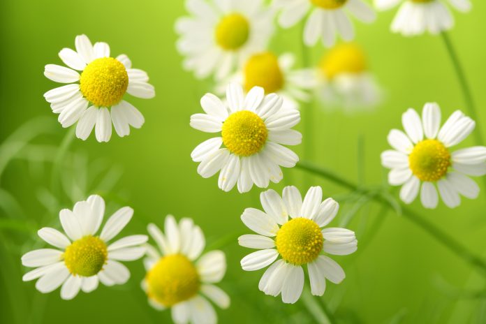 Chamomiles
