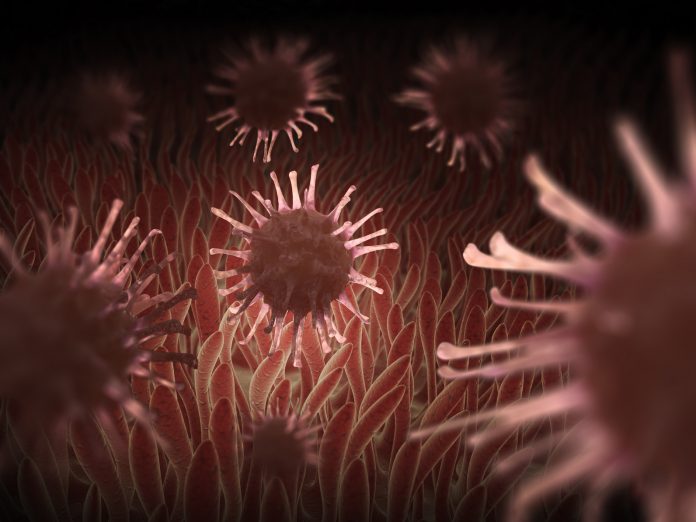 Viruses inside the human body