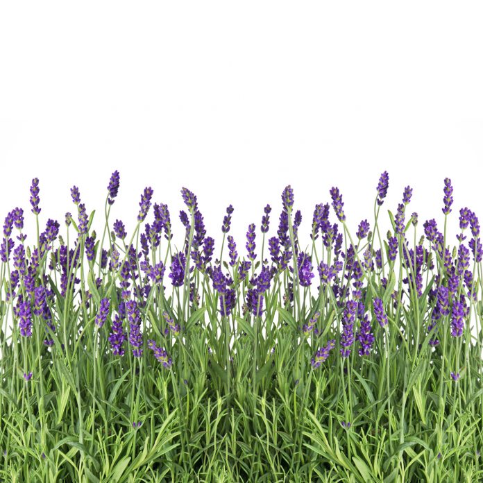 fresh lavender flowers isolated on white