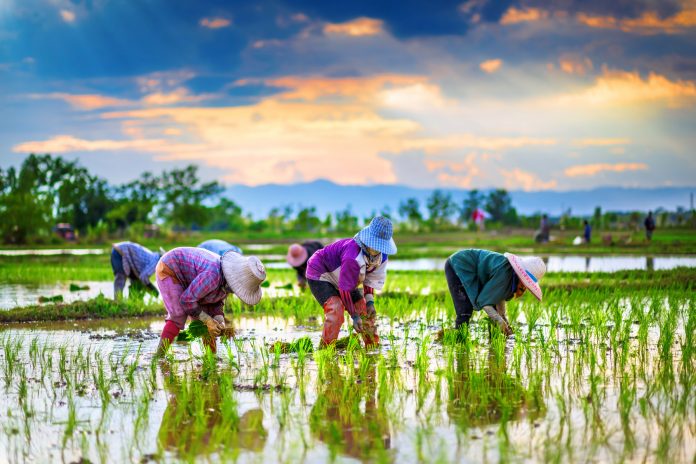 Farmers are planting rice in the farm.