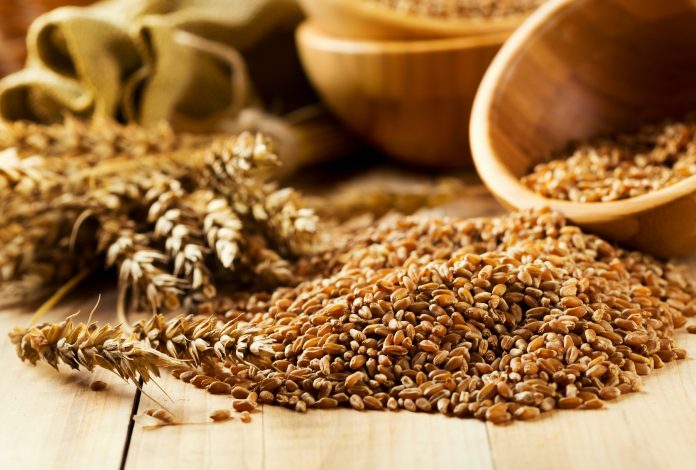 wheat grains