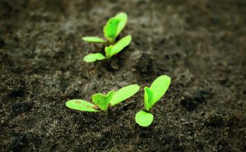 Close-up of green seedling growing out of soil.