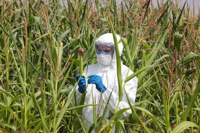 gmo - profesional in coveralls examining corn cob on field