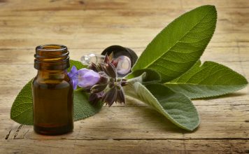 Salvia officinalis Sauge officinale Echter Salbei