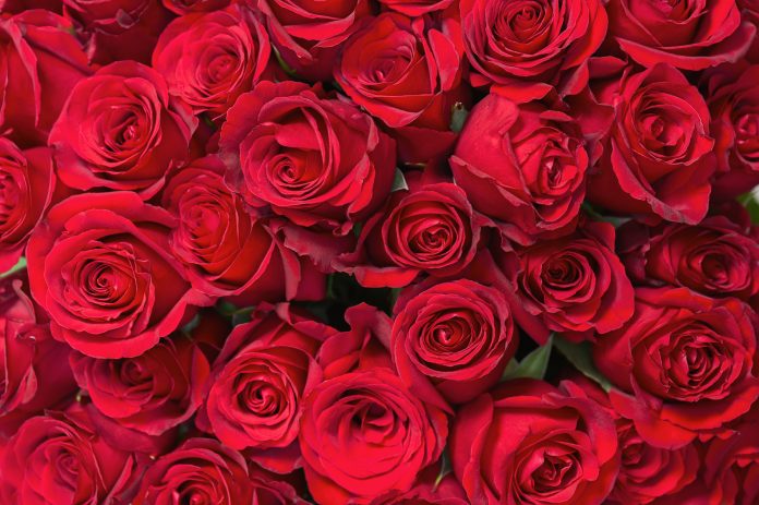 Colorful flower bouquet from red roses for use as background.