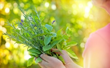 Fresh herbs - spices in woman's hands