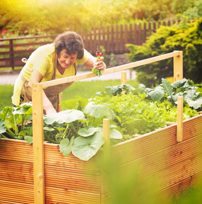 elderly woman cultivates her garden -gardening 04