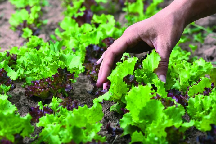 hand of woman wich going to gather lettuce