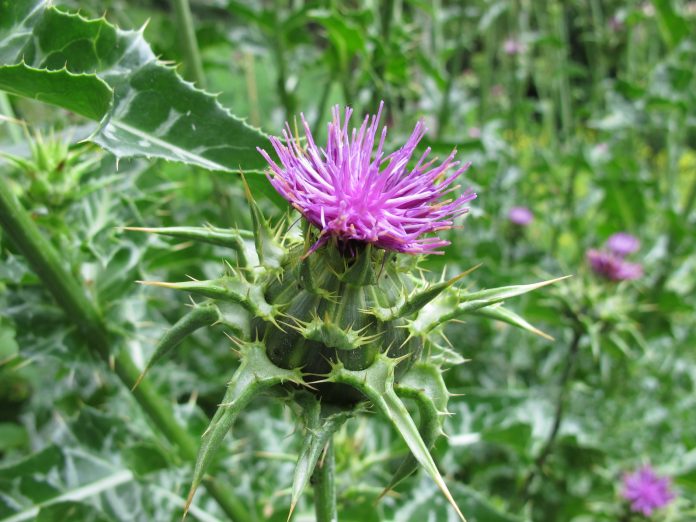 Blhende Mariendistel, Silybum marianum