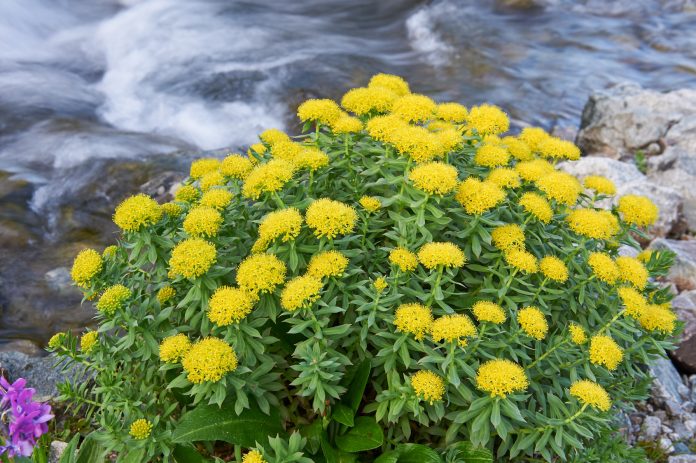Rhodiola rosea