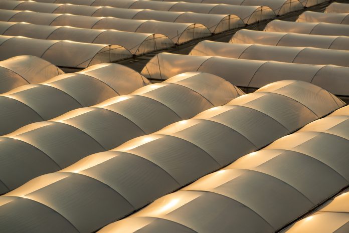 Greenhouses at sunrise