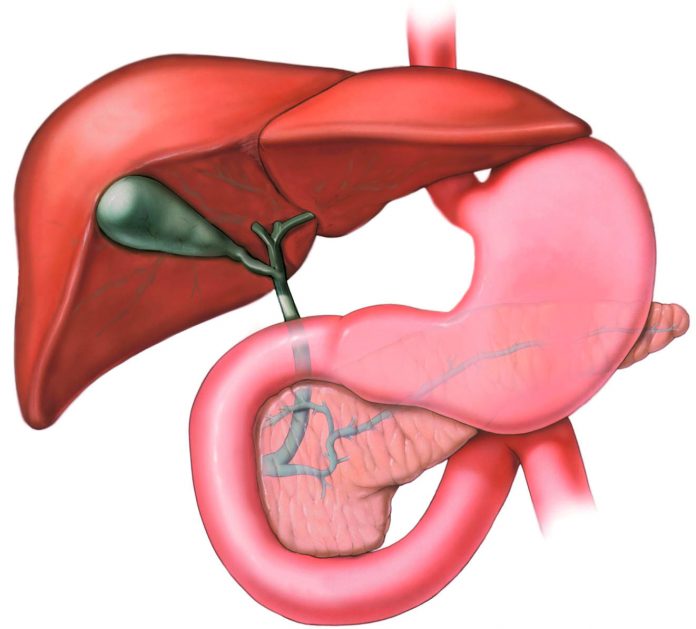Fotolia_pancreas_large_1