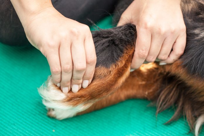 Handgriff bei Physiotherapie am Hund,