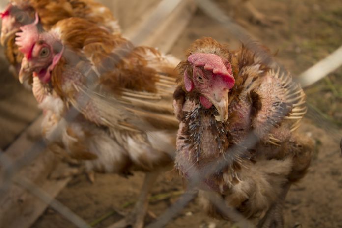 unhealthy, plucked chicken close-up