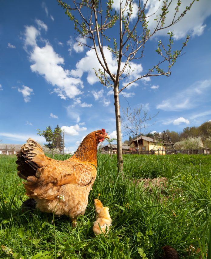 Chicken with babies