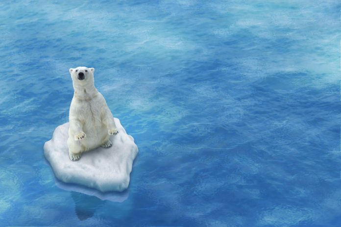 Ours Blanc / Fonte des glaces