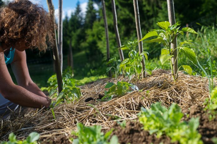 Covering young capsicum plants with straw mulch to protect from drying out quickly ant to control weed in the garden. Planting, using mulch for weed control, water retention.