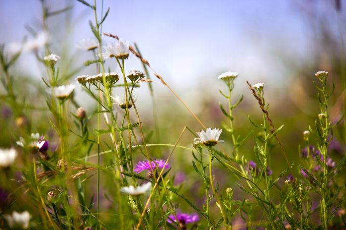 Wiese im Sommer