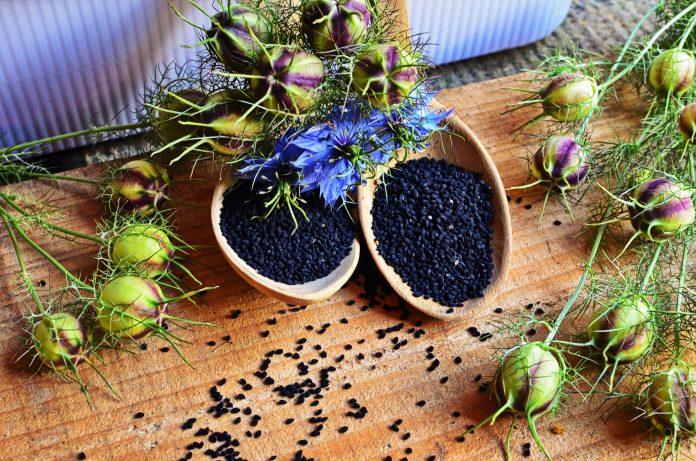 Black Cumin field , Nigella Sativa.