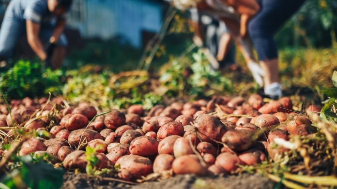 Harvest time concept. Farmer harvesting fresh organic potatoes from soil