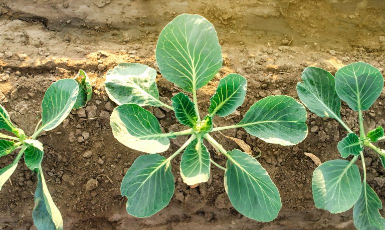 WEBINAR: Ekološko kmetijstvo na Bavarskem: organiziranost bioregij, raziskave in prenos znanja na ekološke kmetije