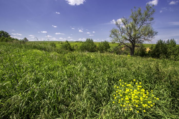ravine overgrown with weeds, bushes and trees