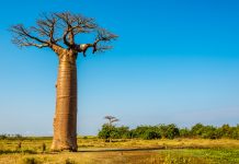 Varen in vsestranski opičji kruhovec – baobab