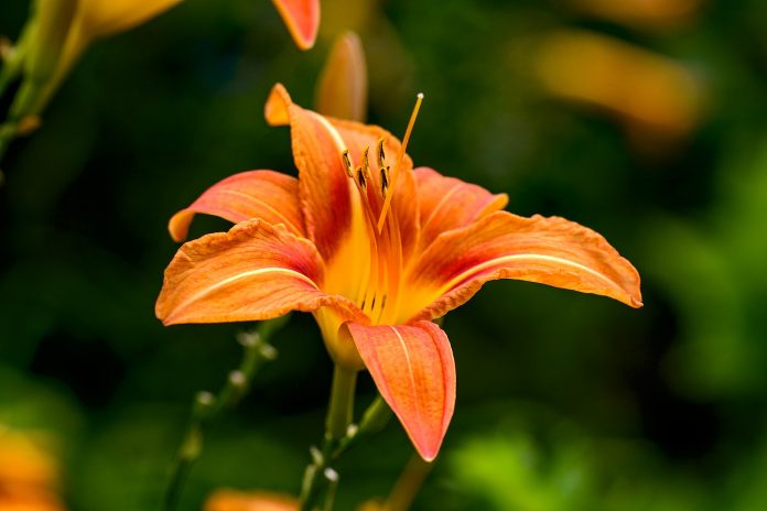 daylily-maslenica-Hemerocallis-4030779_1920