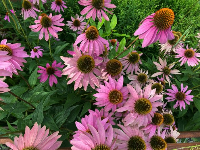 echinacea1