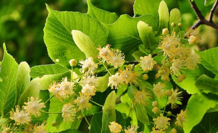 linden-tree-flower-lipa-817061_1280