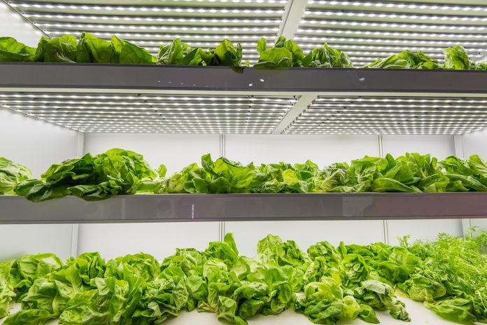 Organic hydroponic vegetable grow with LED Light Indoor farm,Agriculture Technology