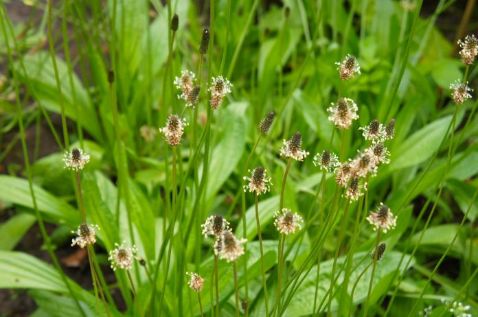 Plantago lanceolata ribwort plantain green plant