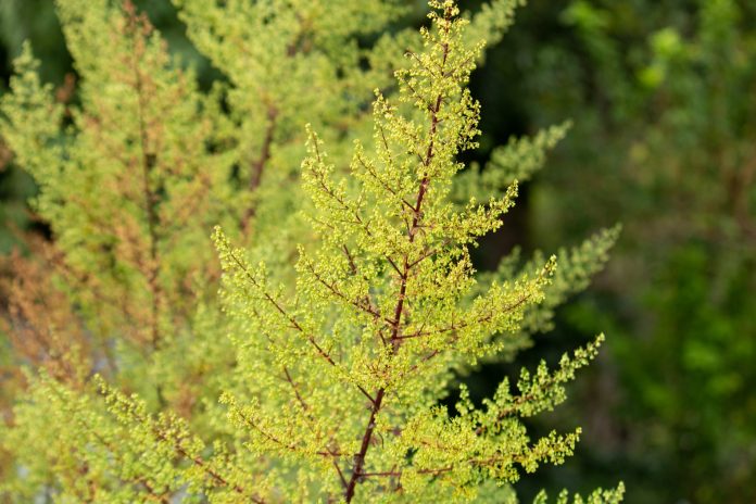 Artemisia annua, sweet annie