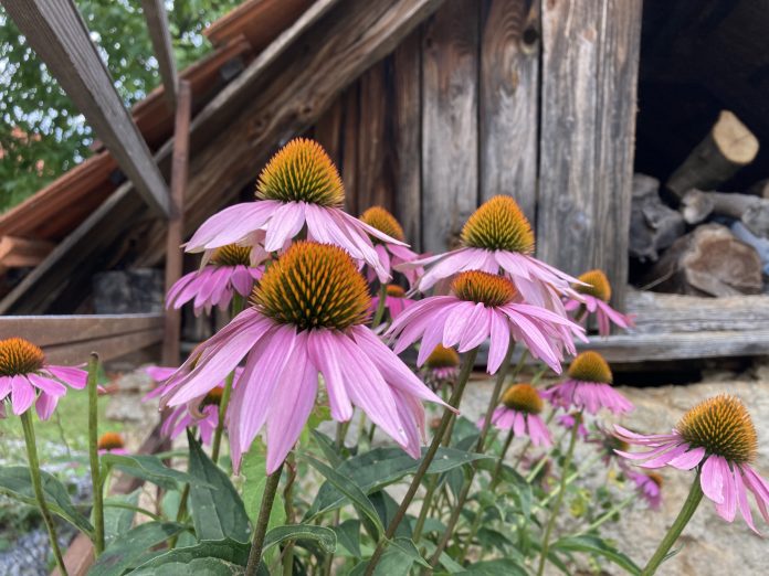 Echinacea_SV_IMG_7637