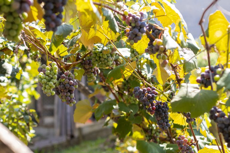 Biodinamično vinogradništvo – izziv ali priložnost?