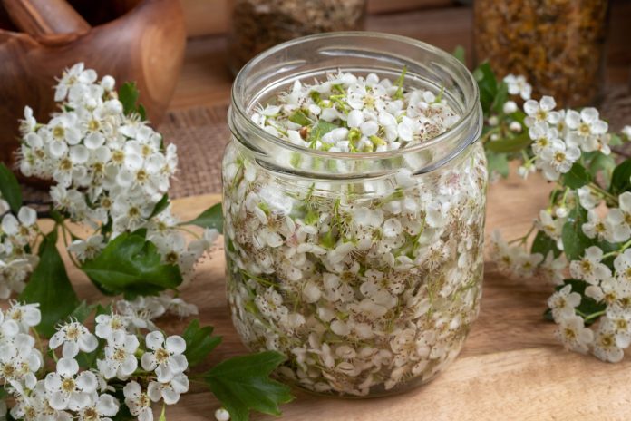 A jar filled with fresh hawthorn blossoms and alcohol, to prepare tincture